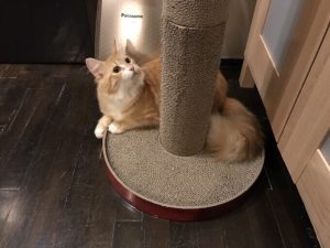 キャットフードの適量は?回数や量は猫によって変わる?