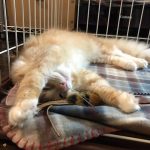 キャットフードメーカーの取扱製品一覧表とおすすめ3選