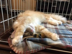 キャットフードメーカーの取扱製品一覧表とおすすめ3選