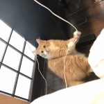 メディプロキャットフードの栄養成分と安全性の口コミ評判