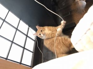 メディプロキャットフードの栄養成分と安全性の口コミ評判