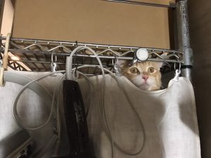 100種類以上から選ぶ猫におすすめの人気ドライフード5選!