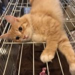 GO!(ゴー)キャットフードの栄養成分と安全性の口コミ評判