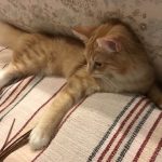 オーガニクスキャットフードの栄養成分と安全性