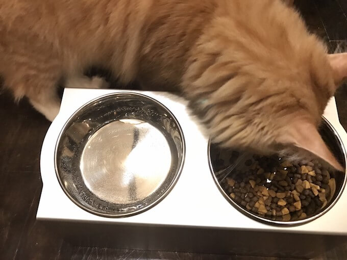 モグニャンキャットフードを食べる猫