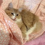 安くても合成添加物の対策がされているキャットフード3選