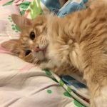 プレミアムキャットフードのおすすめランキング【最新版】