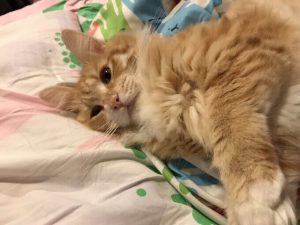 プレミアムキャットフードのおすすめランキング【最新版】