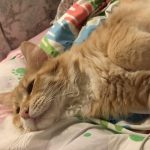 どのキャットフードが良いの?おすすめ口コミ評判ランキング