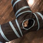 専門家が推奨するダイエットにおすすめのキャットフード3選