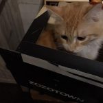 安全でコスパ最強の安いキャットフードのおすすめランキング