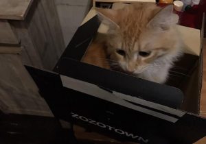 安全でコスパ最強の安いキャットフードのおすすめランキング
