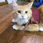 本当に美味しい猫に喜ばれるキャットフードはどこの製品?