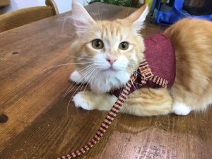 本当に美味しい猫に喜ばれるキャットフードはどこの製品?