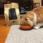 ドクタープロキャットフードの栄養成分と安全性の口コミ評判