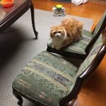 猫用アニモンダフォムファインステンの栄養成分と安全性の口コミ評判