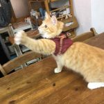 キャットドゥキャットフードの栄養成分と安全性の口コミ評判