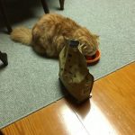 カントリーロードキャットフードの栄養成分と安全性の口コミ評判