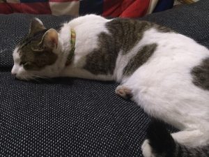 スーパーゴールドキャットフードの栄養成分と安全性の口コミ評判
