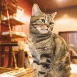 ワイソンバイタリティキャットフードの栄養成分と安全性の口コミ評判