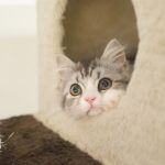 アボダームキャットフードの栄養成分と安全性の口コミ評判