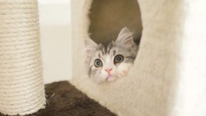 アボダームキャットフードの栄養成分と安全性の口コミ評判