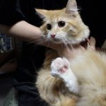 オーブンベイクドキャットフードの栄養成分と安全性の口コミ評判
