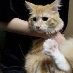 専門家が教える安全なキャットフードのおすすめランキング
