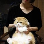 コスパ最強おすすめの市販キャットフード10選