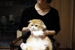コスパ最強おすすめの市販キャットフード10選