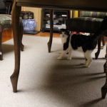 キャットフードを比較する時に塩分濃度って重要?