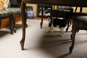 キャットフードを比較する時に塩分濃度って重要?