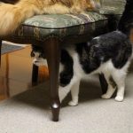 無添加キャットフード安心の栄養成分と安全性の口コミ評判