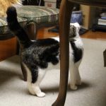 ピュアラックスキャットフードの栄養成分と安全性と口コミ評判