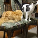 キャトリートキャットフードの栄養成分と安全性の口コミ評判