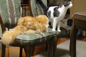 キャトリートキャットフードの栄養成分と安全性の口コミ評判