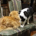 猫用RAWZ(ラウズ)の栄養成分と安全性の口コミ評判