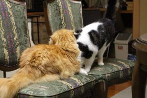 猫用RAWZ(ラウズ)の栄養成分と安全性の口コミ評判