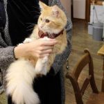 アディクションキャットフードの栄養成分と安全性の口コミ評判