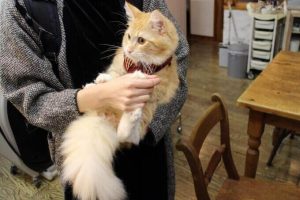 アディクションキャットフードの栄養成分と安全性の口コミ評判