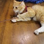 猫用ジョセラの栄養成分と安全性の口コミ評判
