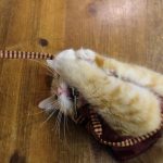 食いつきが良いキャットフードの特徴とおすすめフード3選