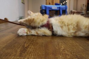 ファーストメイトキャットフードの栄養成分と安全性の口コミ評判