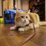 業務用大袋ビッグサイズのおすすめキャットフード3選