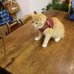 ねこはぐキャットフードの栄養成分と安全性の口コミ評判