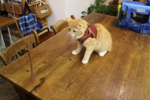 ねこはぐキャットフードの栄養成分と安全性の口コミ評判