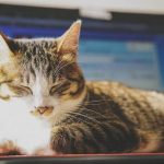 猫用ニュートロワイルドレシピの栄養成分と安全性の口コミ評判
