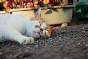 日本のみのりキャットフードの栄養成分と安全性の口コミ評判