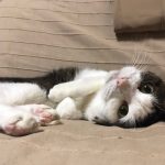 キャットデイトキャットフードの栄養成分と安全性の口コミ評判