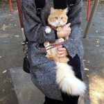 人気キャットフードが買えるおすすめ通販サイトはどこ?